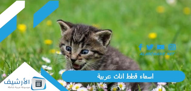اسماء قطط اناث عربية