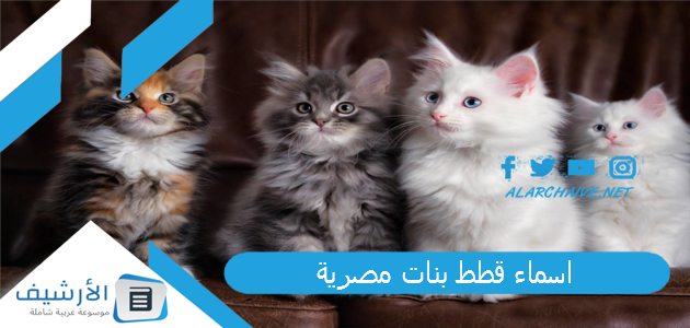 اسماء قطط بنات مصرية