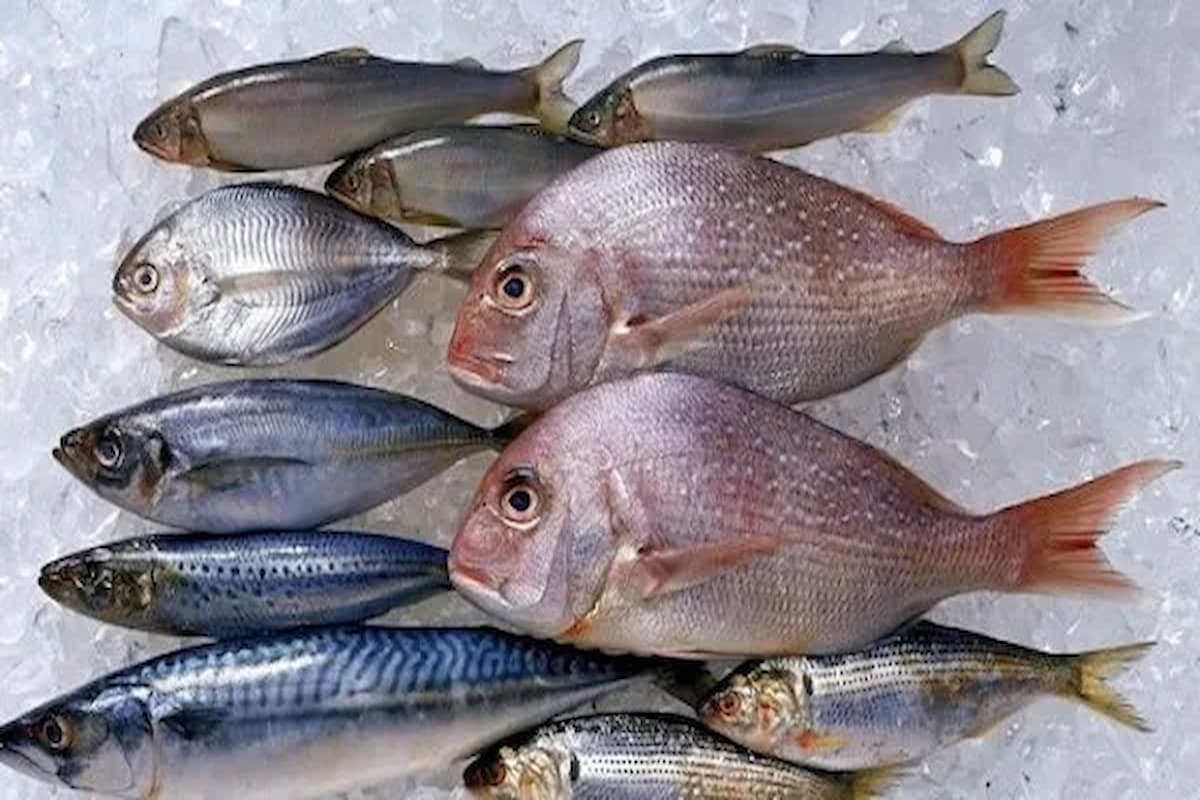 أنواع السمك بالصور والاسماء 2025 1 أنواع السمك بالصور والاسماء