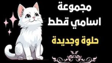 اسامي قطط بيضاء اناث