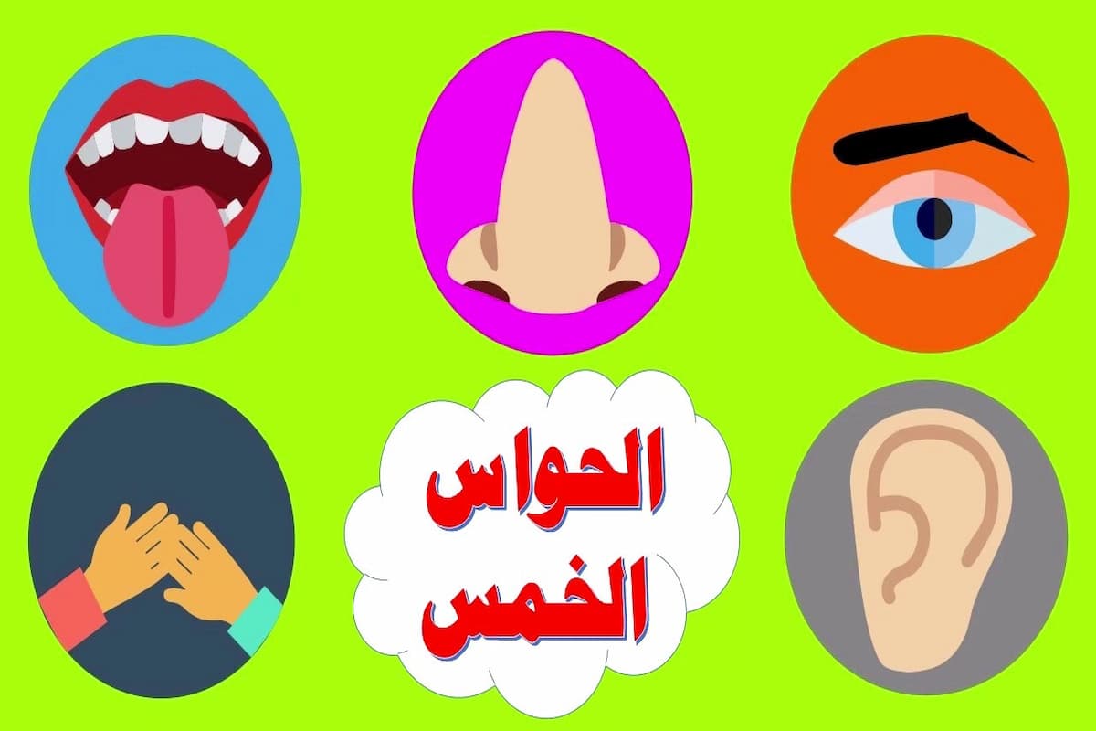 الحواس الخمس للأطفال
