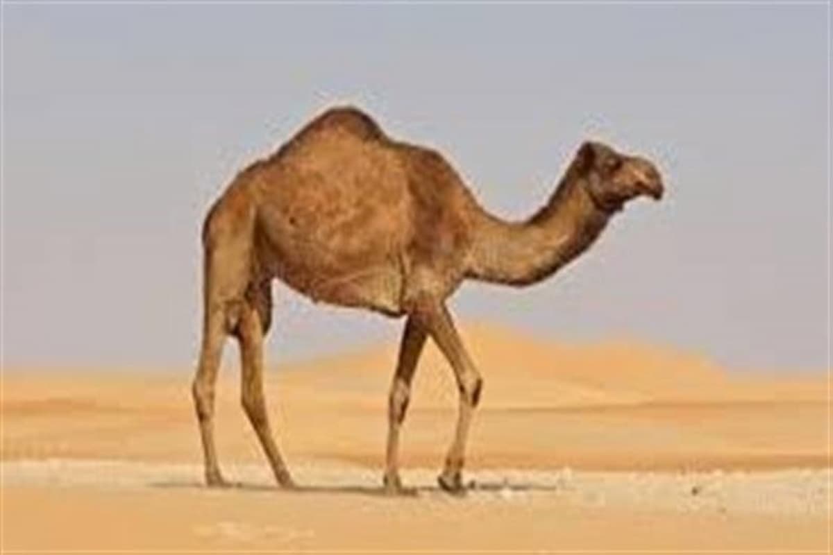 تفسير حلم الجمل في المنزل ابن سيرين 1 تفسير حلم الجمل في المنام 0 (1)