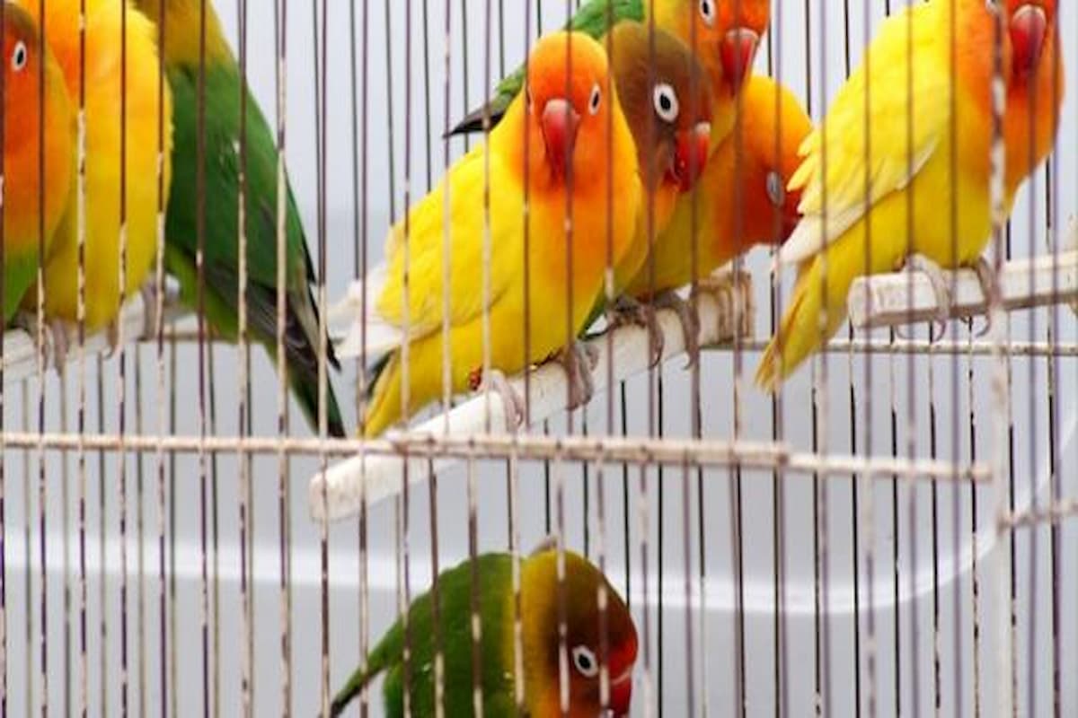 دراسة جدوى مشروع تربية عصافير الزينة (التكاليف + الرسوم + العمالة) 1 دراسة جدوى مشروع تربية عصافير الزينة